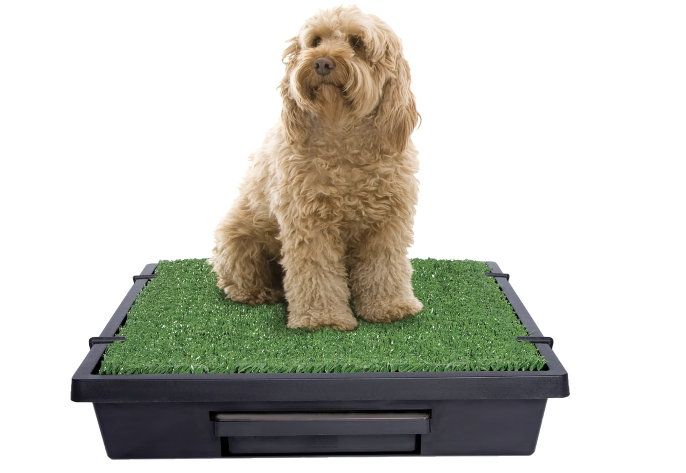 Portable dog potty product improvement